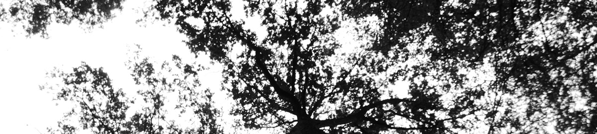 tree_shadow