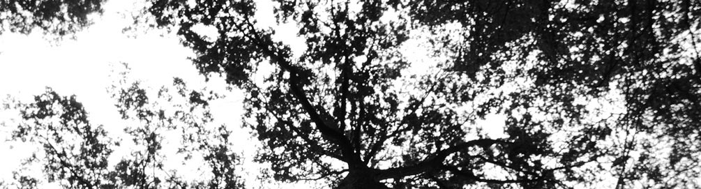 tree_shadow_medium