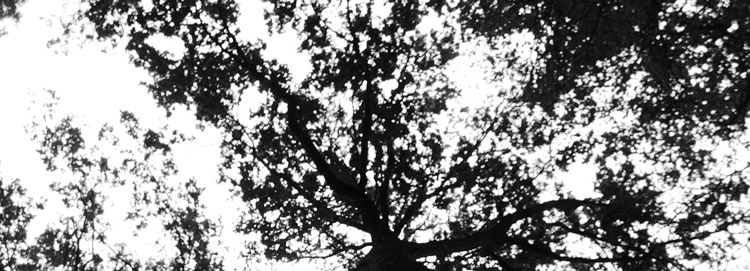 tree_shadow_mobile
